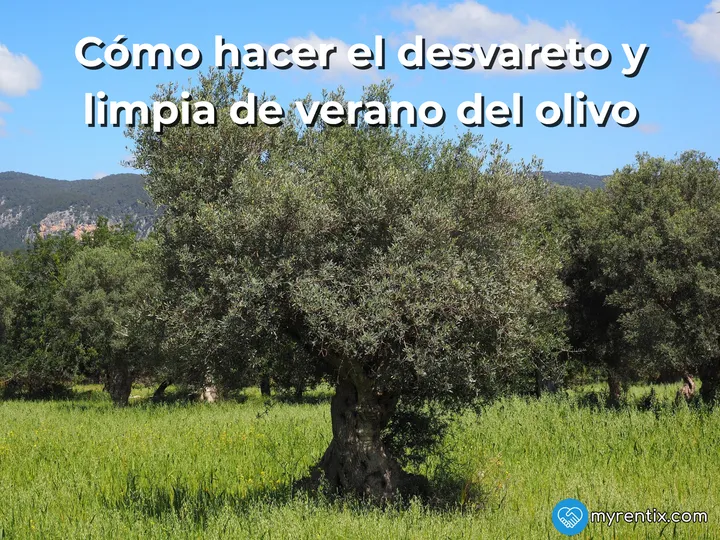 Cómo hacer el desvareto y limpia de verano del olivo: herramientas y maquinaria