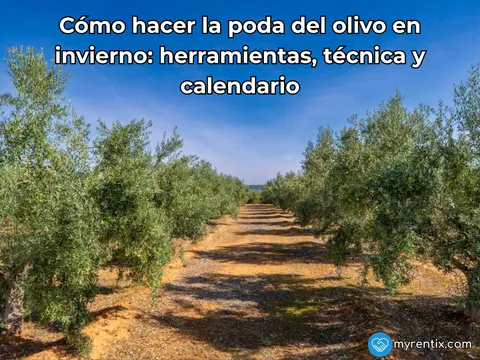 Cómo hacer la poda del olivo en invierno: herramientas, técnica y calendario