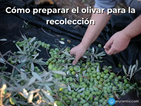 Cómo preparar el olivar para la recolección: maquinaria clave