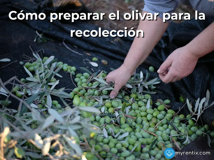 Cómo preparar el olivar para la recolección: maquinaria clave